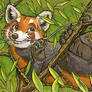 Red panda ACEO