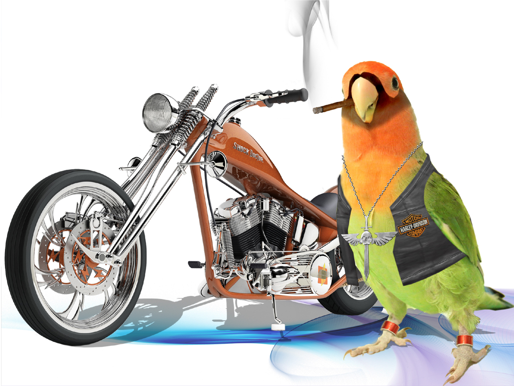 chopper parrot