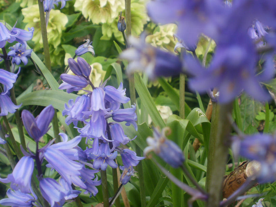 blue bells