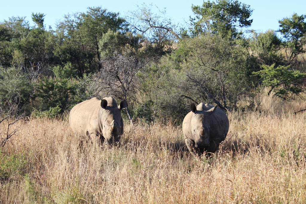 White Rhino