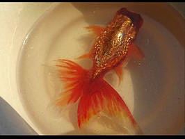 3D Resin painted goldfish.