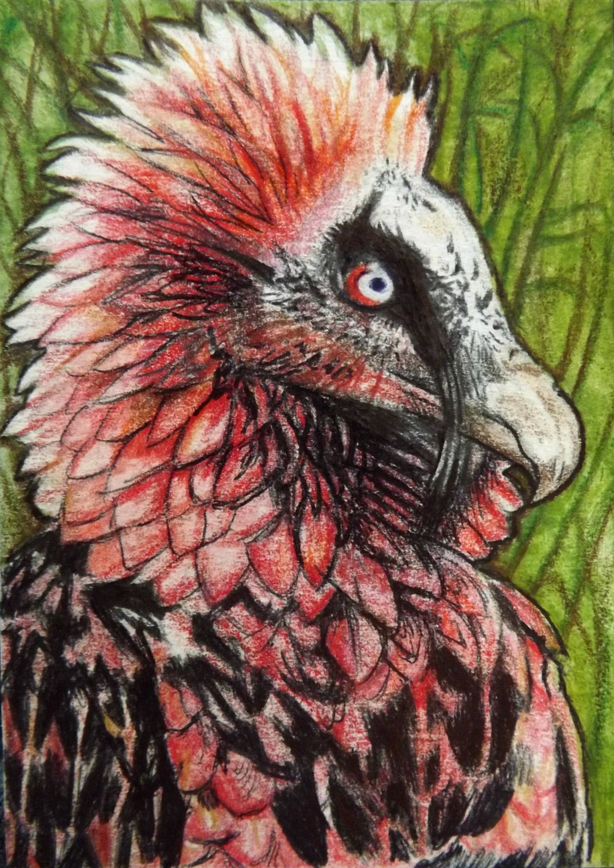 Red bearded Vulture ACEO