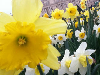 Flowers of Versailles