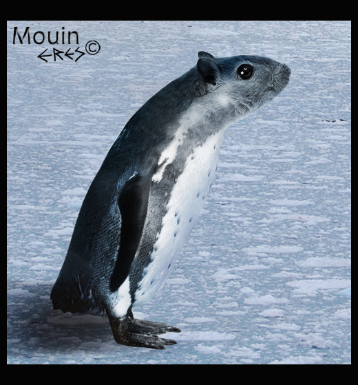 The mouin