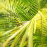 Palm Leaves