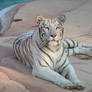 White Tigress 12