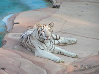 White Tigress 17