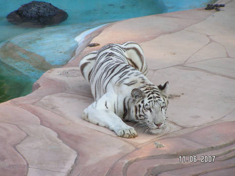 White Tigress 18