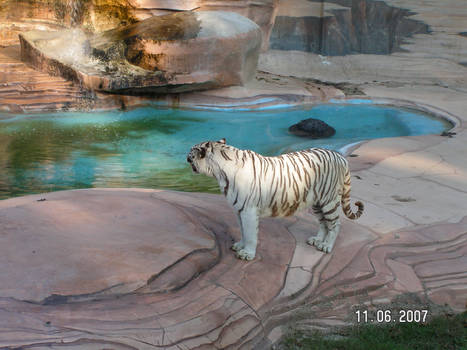 White Tigress 23