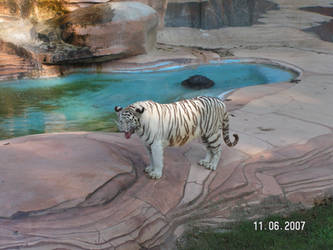 White Tigress 24
