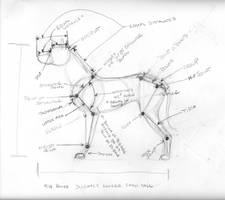 Canine Anatomy Reference