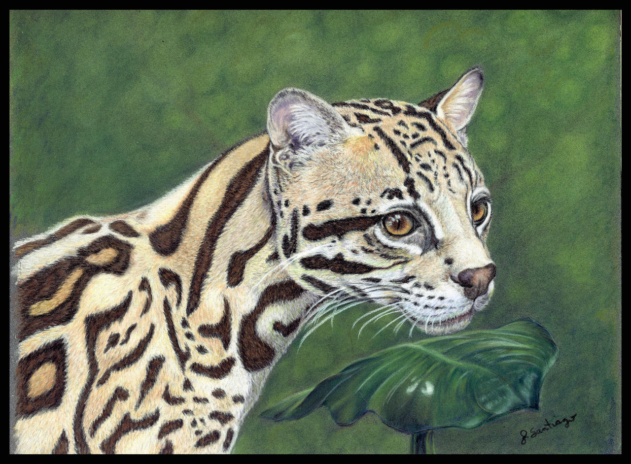 Ocelot