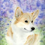 Pembroke Welsh Corgi