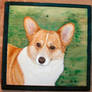 Pembroke Welsh Corgi 2