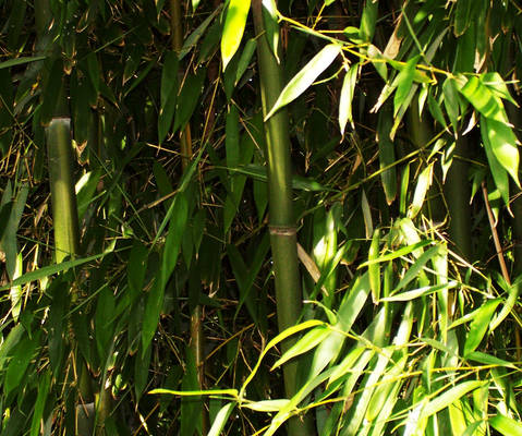 Bamboo