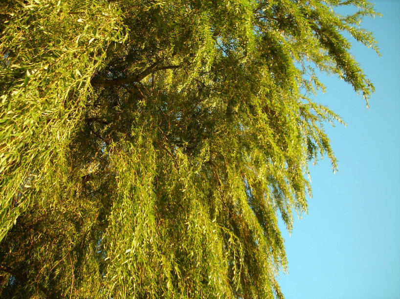 The Willow Tree by MagzWLBR on DeviantArt