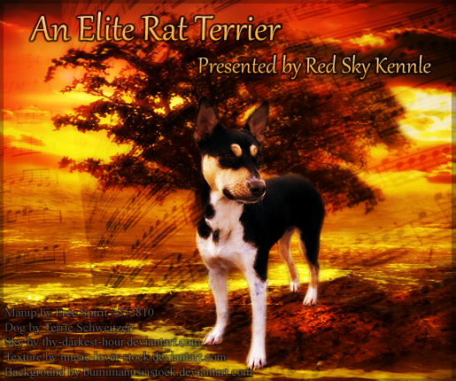 Rat terrier manip for myself