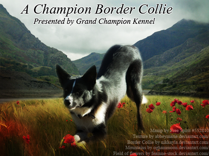Border Collie Manip for Diamond Dawg by fierfairy42