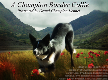 Border Collie Manip for Diamond Dawg