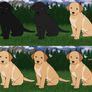 Honey x Night Labrador Retriever Litter (Closed)