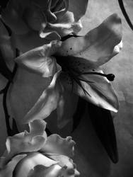 Black And White Flowers