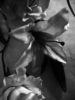 Black And White Flowers