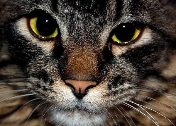 Kitten 2 by getyourownbox on DeviantArt
