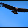 Andean Condor