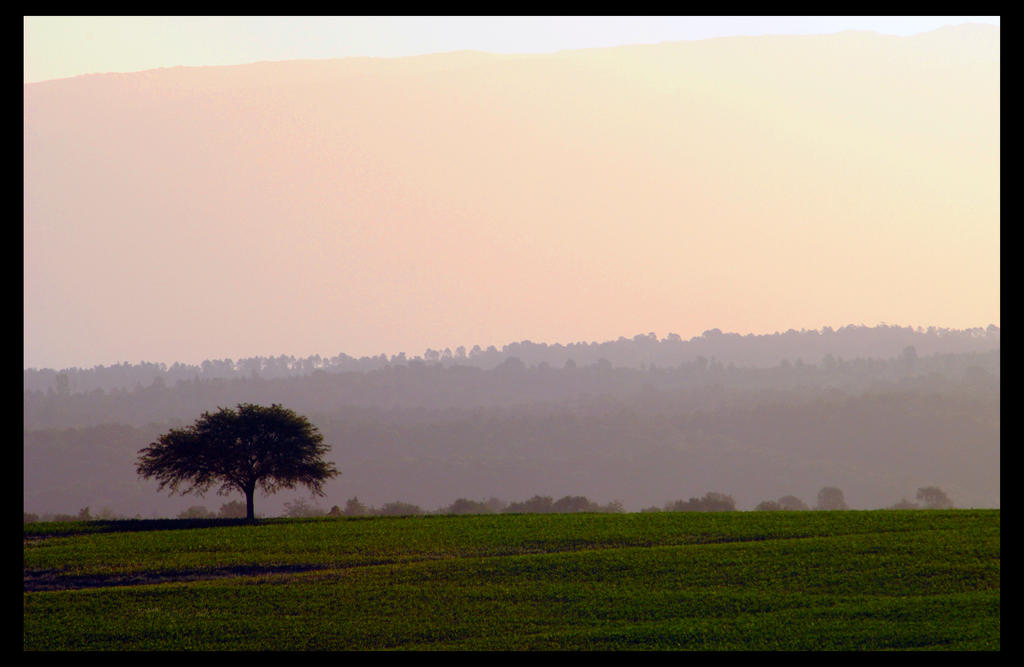 Lonely Tree