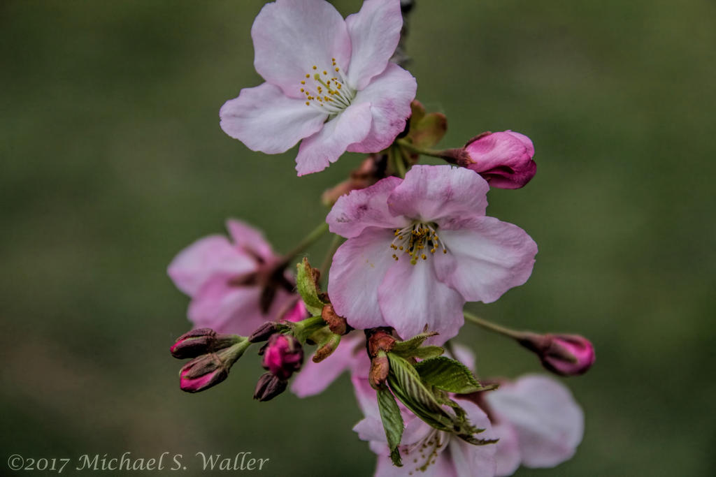 the.synthetic.awakening - Cherry Blossoms 2