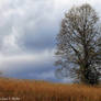 the synthetic awakening - A Tree In A Field