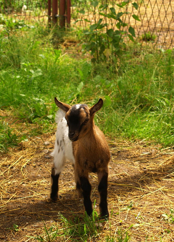 Little Goat II