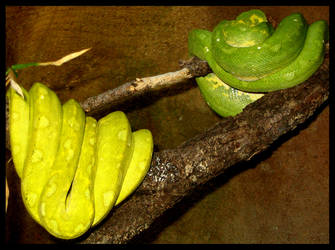 Green Tree Python's