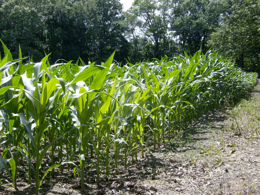 Corn Rows Stock Image Corn Rows by MoMoArt36 on DeviantArt