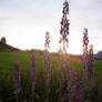 Flowers and Sun