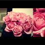 Roses...