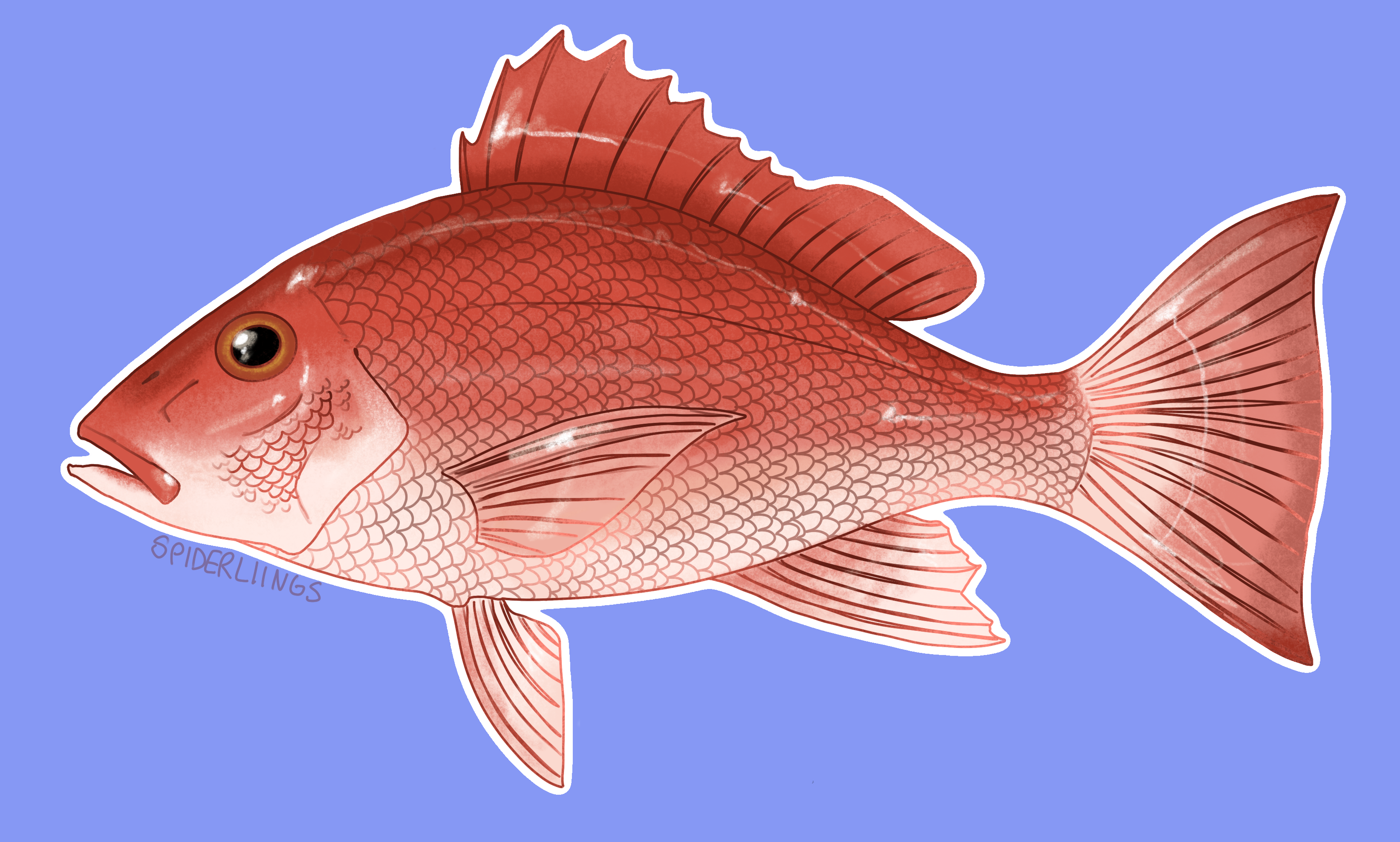 Lutjanus campechanus deals