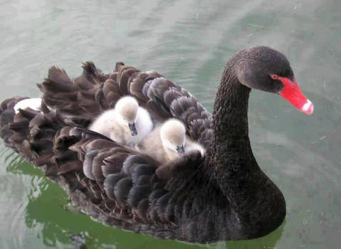 Black swan.