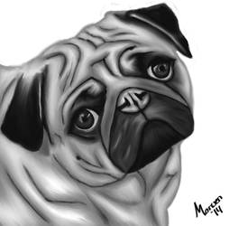 Pug