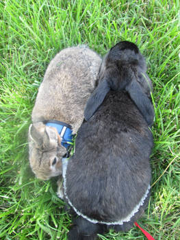 Bunny Yin Bunny Yang