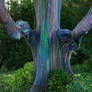 eucalyptus deglupta  tree 