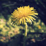 Dandelion