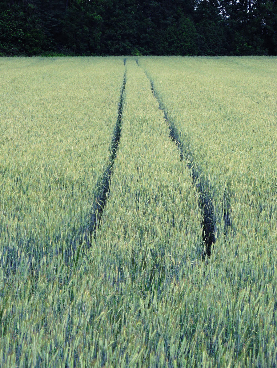 Grass Path