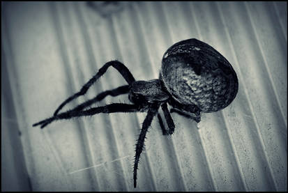 Along came A Spider.......