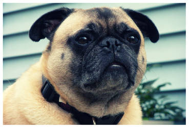 Hoover the Pug 3