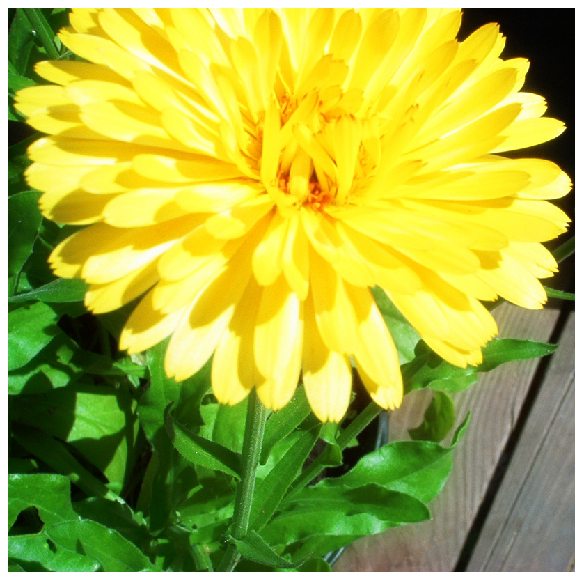 The Infamous Calendula