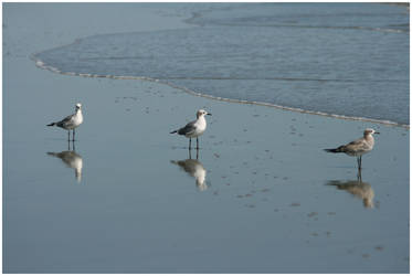 the seagulls