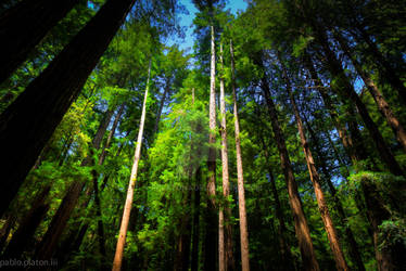 Muir Woods