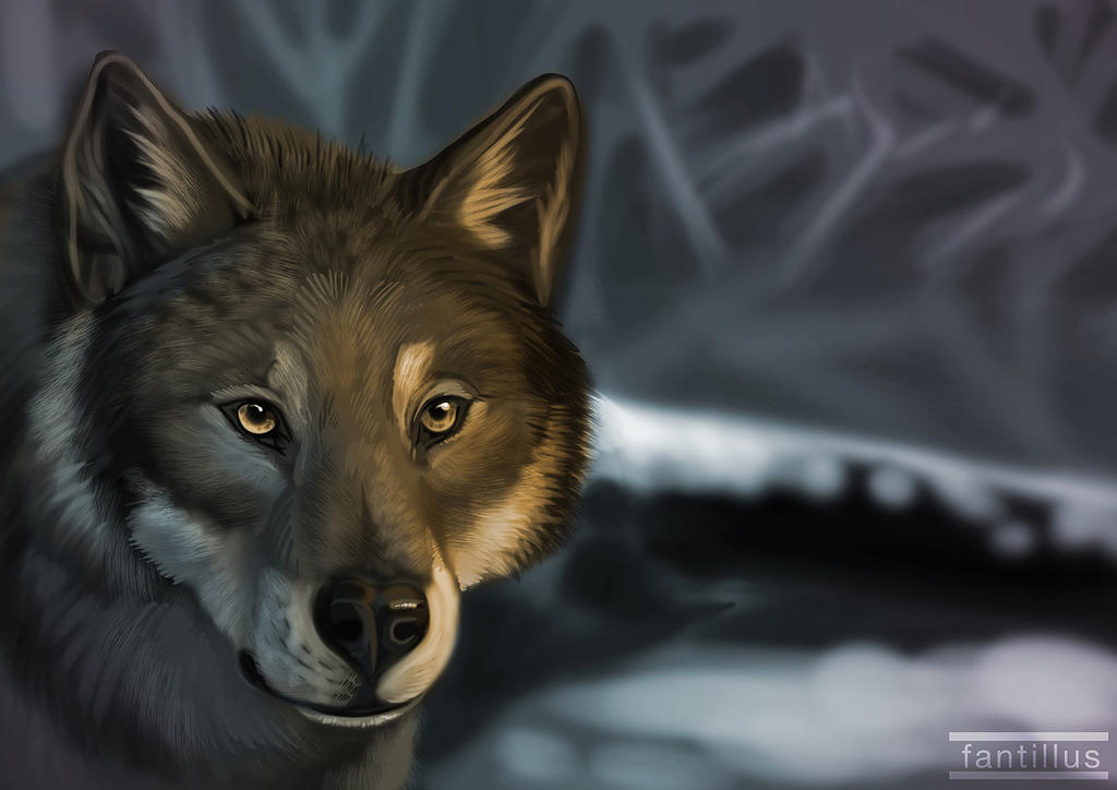 Wolf Study