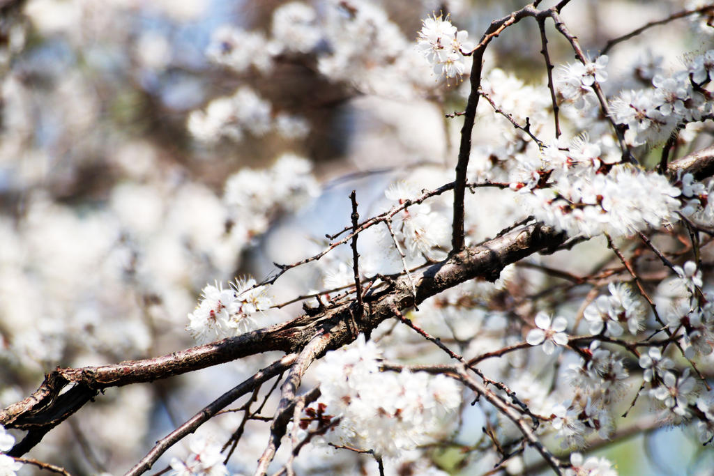 Spring in Shenyang 2